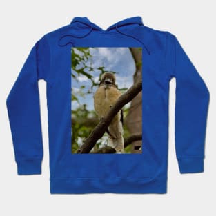 Laughing Kookaburra Hoodie